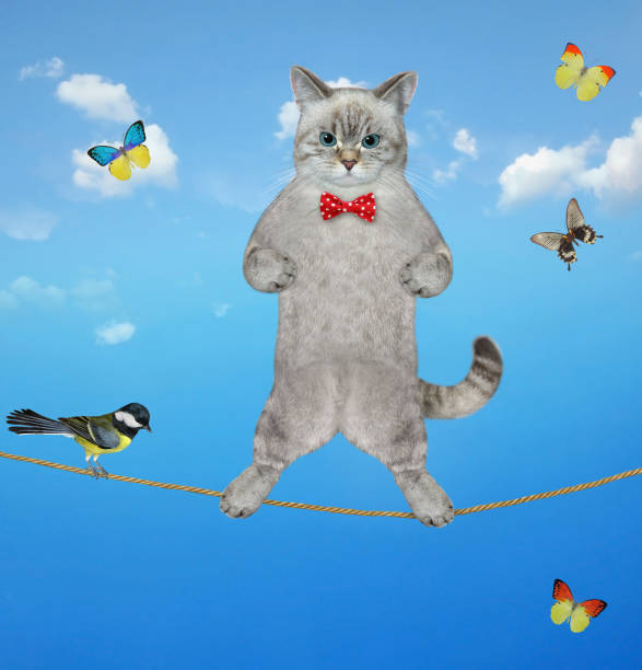 istock Cat ashen acrobat walks on tightrope 1367847124