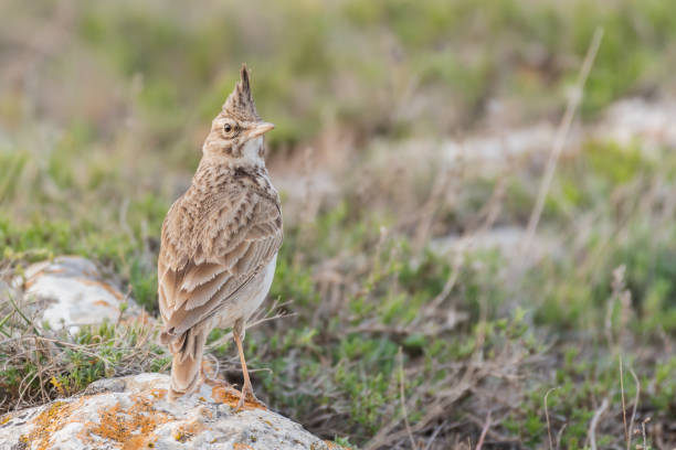 istock The common crested lark in the wild. Galerida cristata 1367848410