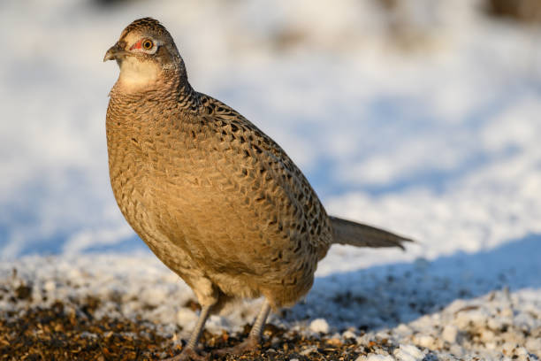 Female common pheasant Phasianus colchicus in the wild. Portrait of a pheasant. A bird stands in the snow in the forest.