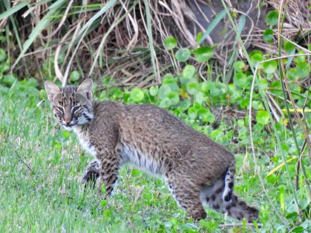 istock Bobcat (Lynx rufus) - kitten in the grass 1367848514