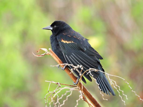 istock Red-winged Blackbird (Agelaius phoeniceus) male perched on a branch 1367848693