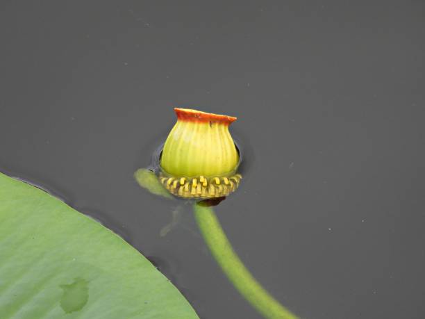 istock Spatterdock flower (Nuphar advena) in the Florida wetlands 1367849471