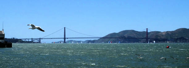 istock Sailboats in San Francisco Bay 1367850811