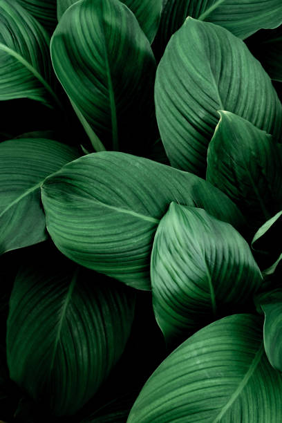 istock Asian tropical leaves, abstract green leaf texture, nature background 1367851094