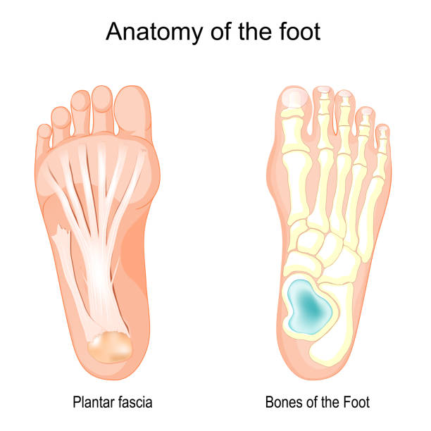 Bones of the Foot and Plantar fascia. vector art illustration