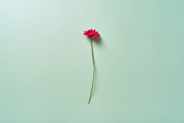 istock Chrysanthemum flower on a gentle green background 1367851217