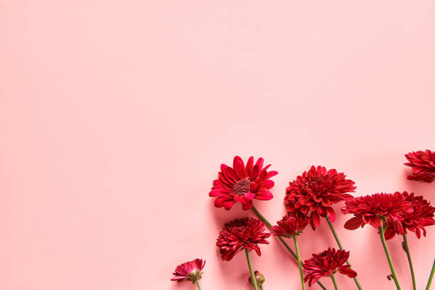 istock Red chrysanthemum flower on pink background close up 1367851400