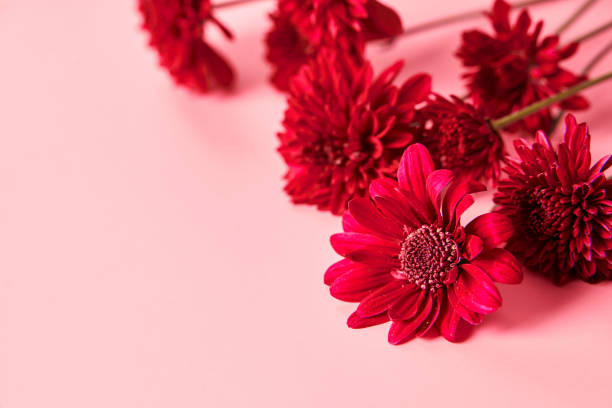 istock Red chrysanthemum flower on pink background close up 1367851449