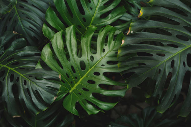 istock Philodendron or Monstera Deliciosa texture.  Large monstera leaves with different green tones.  Dark tropical leaf background, nature, tropical foliage 1367851678