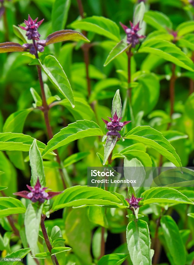 Closeup of Thai Basil (Ocimum basilicum) - Herb garden Thai Basil Stock Photo