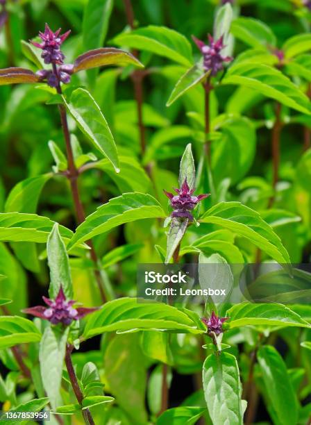 Closeup Of Thai Basil Herb Garden Stock Photo - Download Image Now
