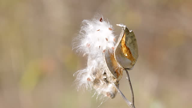A milkweed plant blooming in autumn