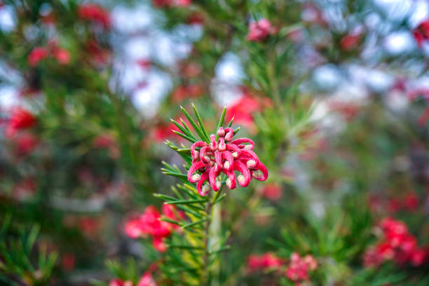 Close Up Shot Of Grevillea Juniperina (Prickly Spider-Flower) Close Up Shot Of Grevillea Juniperina (Prickly Spider-Flower) grevillea juniperina stock pictures, royalty-free photos & images