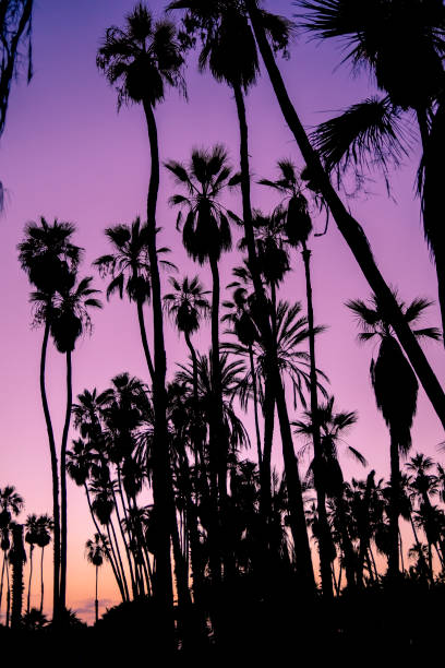 istock Palm Trees at sunset in Todos Santos, Mexico 1367855646