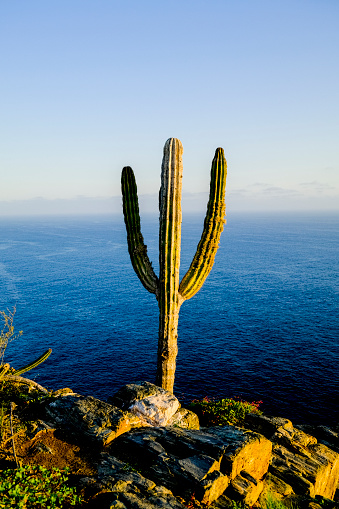 Cactus plant on cliff near Todos Santos, Mexico in Todos Santos, Baja California Sur, Mexico