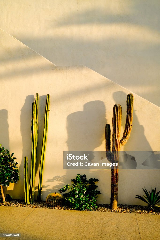 Cactus Plants near Todos Santos, Mexico Cactus Plants near Todos Santos, Mexico in Todos Santos, Baja California Sur, Mexico Cabo San Lucas Stock Photo