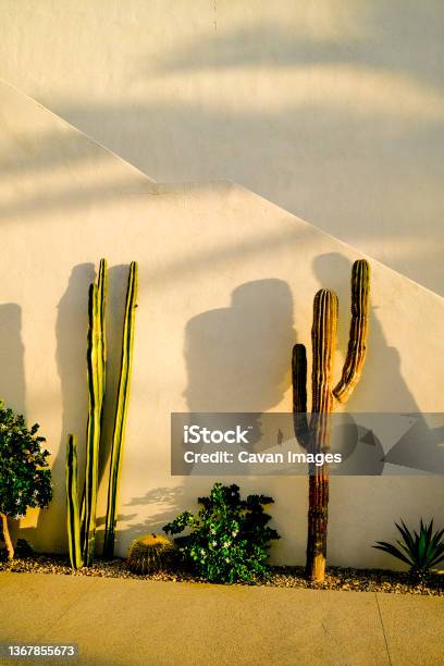 Cactus Plants Near Todos Santos Mexico Stock Photo - Download Image Now - Cabo San Lucas, Mexico, Todos Santos