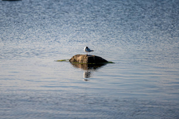 istock A seagull on a stone in beautiful sunset light 1367855940