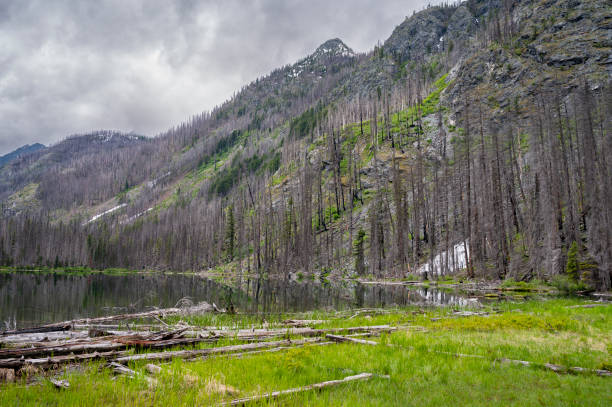 istock Alpine lake surrounded by burned trees from a forest fire 1367856150
