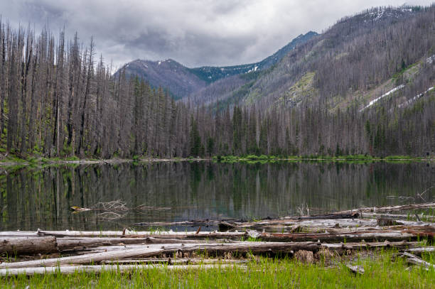 istock An alpine lake surrounded by dead burned trees from a wildfire 1367856164