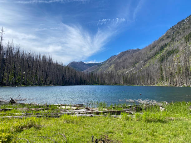 Alpine lake with dead burned trees from a wildfire