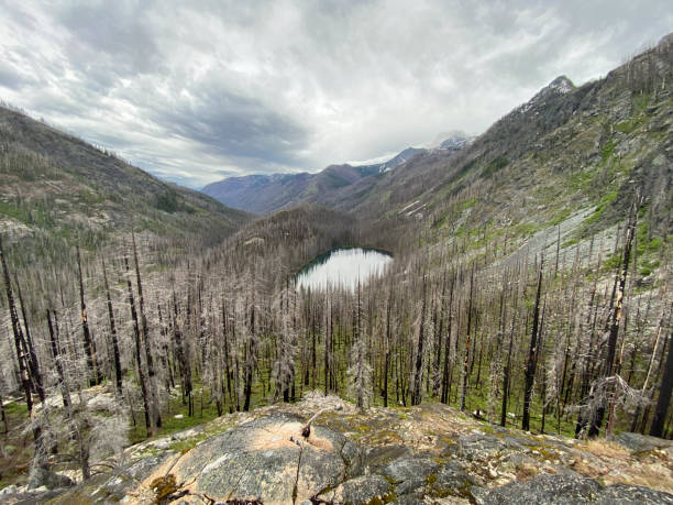 istock Burned dead trees surrounding an alpine lake 1367856179