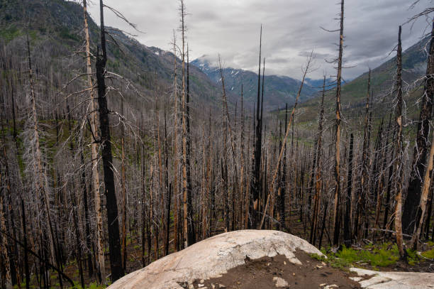 istock Dead burned trees in the Entiat river valley 1367856184