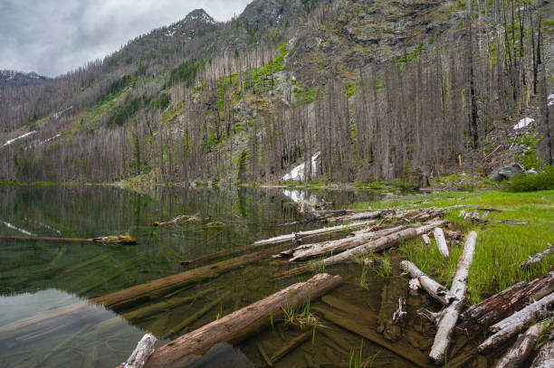 istock Alpine lake surrounded by dead burned trees in the Entiat river valley 1367856185
