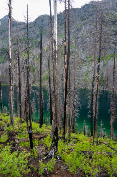 istock Dead burned trees standing next to a blue alpine lake 1367856194
