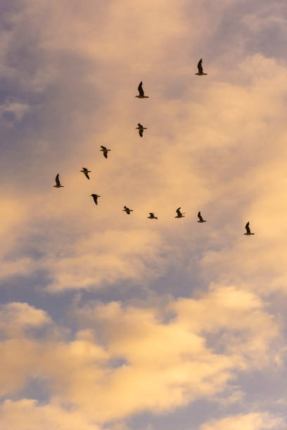 istock Beautiful view to seagulls flying in formation on sunset sky 1367856229