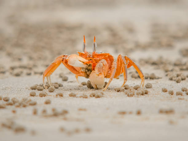 istock crab eating in the wet sand 1367856237
