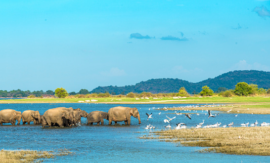 Asian elephant, elephas maximus maximus.  Sri Lanka in a lake