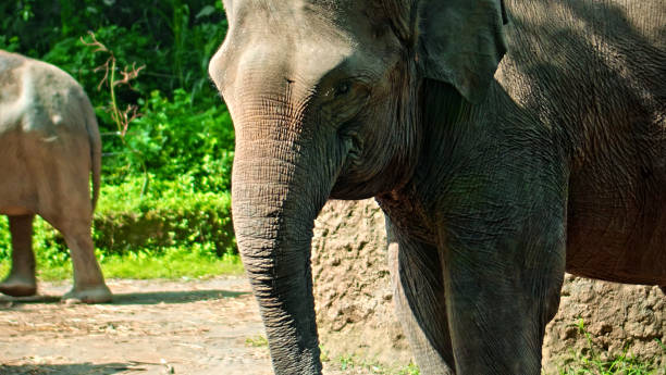istock Wild African elephant stands in nature on the ground with forest 1367857896