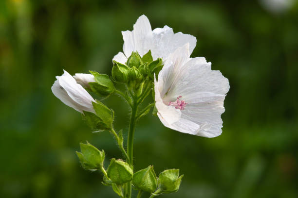 flores blancas de malva almizclera - musk fotografías e imágenes de stock