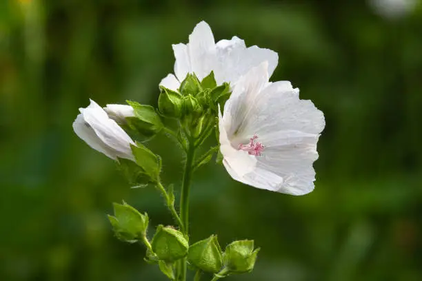 The white flowers of the musky mallow begin to bloom at the top of the plant. Close-up.