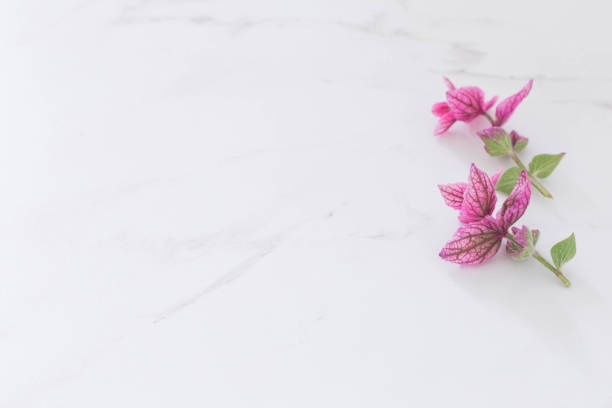 istock branches of pink decorative sage on white marble background 1367859590