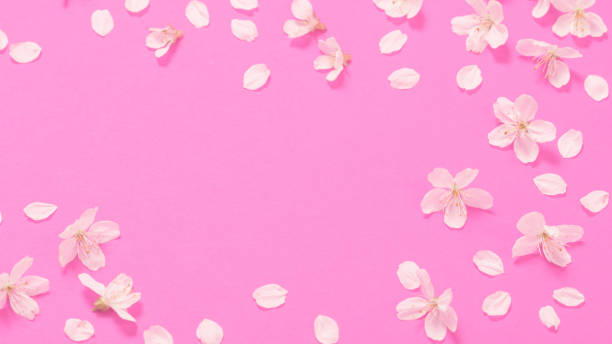 istock spring flowers on pink paper background 1367860555