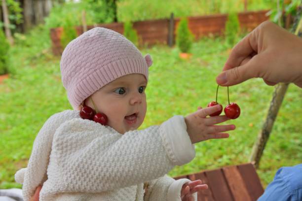 A child with red cherries on his ears catches sweet ripe cherries stock photo