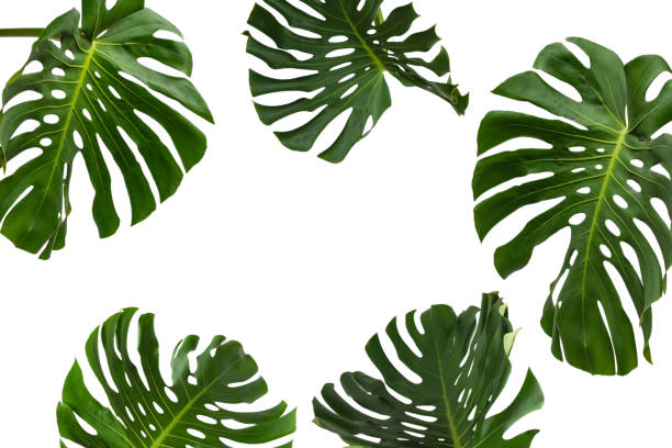 istock Green plant monstera on white background. 1367861752