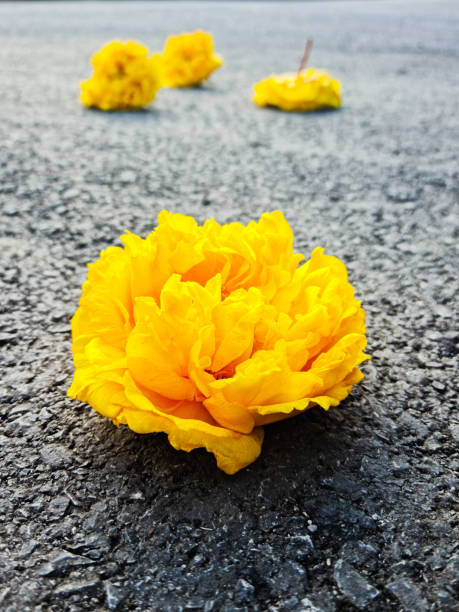 yellow flower fall on the road