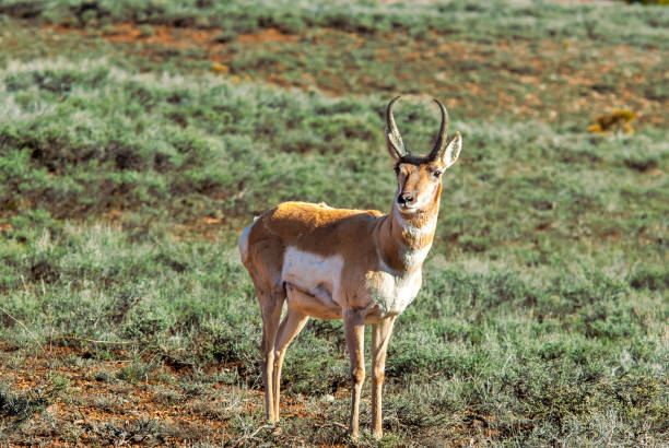 Pronghorn Antelope Looking at the Camera The Pronghorn (Antilocapra americana) is a species of artiodactyl (even-toed, hoofed) mammal native to interior western and central North America. Although it is commonly thought of and called an antelope it is not a true antelope. The pronghorn is the only surviving member of the Antilocapridae family and has been in North America for over a million years. The pronghorn has a similar body shape to a deer but stockier and shorter legged. Both males and females grow horns but the male horns are larger. The horns are shed each year as the new horns grow from underneath. The pronghorn weighs between 90 and 120 pounds and stands about 3 1/2 feet tall at the shoulder. It has a tan to reddish brown body with white markings throughout. The pronghorn is the fastest land mammal in the Western Hemisphere. Its great speed enables the pronghorn to outrun most predators. Pronghorns are migratory herd animals. Their migration routes have been threatened by fencing and fragmentation of their habitat. Pronghorns cannot jump over traditional barb wire fences like deer and elk can. They try to pass underneath and sometimes get caught in the fencing. Newer types of fencing have plastic pipe under the bottom strands which allows the animals to pass through. Pronghorns are quite numerous and in some areas like Wyoming and northern Colorado the pronghorn population at times has exceeded the human population. This pronghorn was photographed at Bryce Point Turnoff in Bryce Canyon National Park, Utah, USA. jeff goulden bryce canyon national park stock pictures, royalty-free photos & images