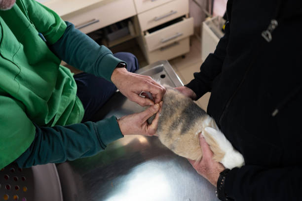 istock Veterinarians  examining and used syringe adorable rabbit, operating room 1367862090