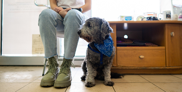 Adorable labradoodle dog waiting for vet examination with the owner.Unrecognizable female.Veterinary - concept. Medium shot.