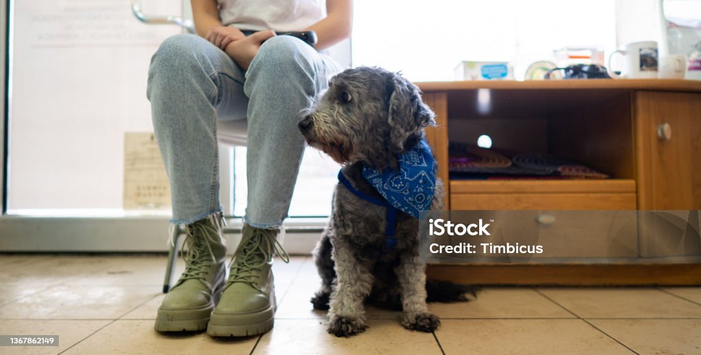 Woman waiting for her dog to be examined by doctor Adorable labradoodle dog waiting for vet examination with the owner.Unrecognizable female.Veterinary - concept. Medium shot. Animal Hospital Stock Photo