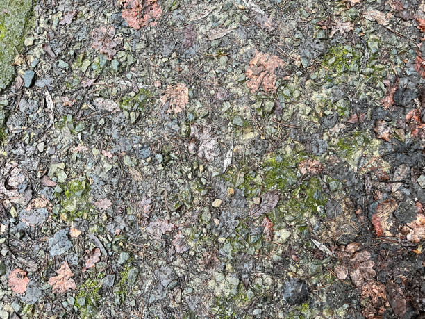 istock Wet concrete with moss and leaves. 1367862165