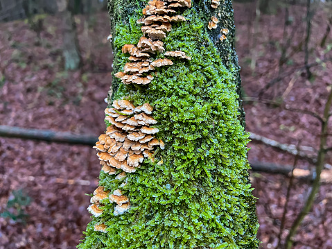 A wet tree overgrown with mushrooms and moss.