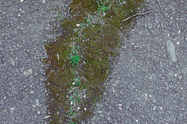 istock Green moss grows on gray asphalt, road moss on the old road 1367864490