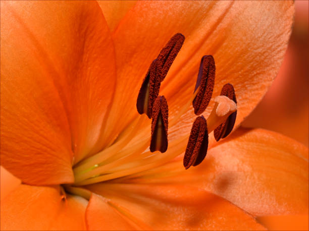 istock Orange Lily Close-up. Lilium bulbiferum. 1367864903