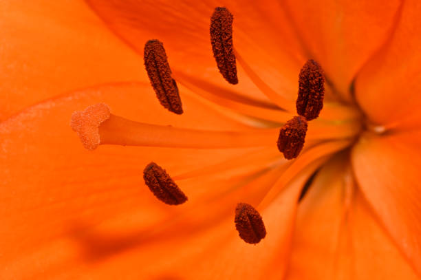 istock Orange Lily close-up. Lilium bulbiferum. 1367864907