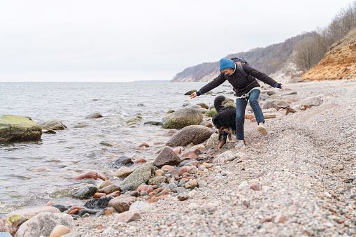 Mature woman is playing with her Belgian Zennenhund dog on the rocky and sandy seashore of the Baltic sea in winter.